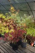 Japanese Maple Grab Bag  1 gallon