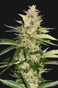 BANANA CANDY KRUSH: FEM (by T.H. Seeds™)