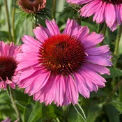 SunMagic® Vintage Brilliant Rose Coneflower (Echinacea)