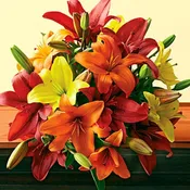Birthday BR-A011