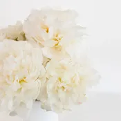 Bowl Of Cream Peonies
