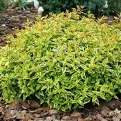 ABELIA Kaleidoscope #3