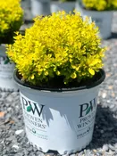 Berberis thunbergii Sunjoy® Mini Saffron PW — Shreckhise Nurseries