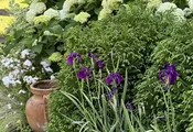 F2601 Landscaping in Small Spaces - Living Branches