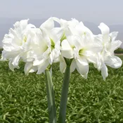 Alasca Amaryllis Bulb