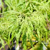 Acer palmatum var. dissectum 'Viridis' ~ Viridis Japanese Maple
