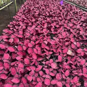 2” Calathea Picturata Crimson Bulk 10 Pots Easy Care Indoor Plant (Case of 10 Pots)