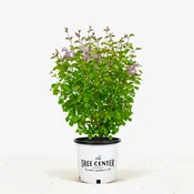 Crimson Doll™ Lilac