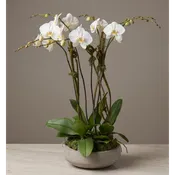 6 Stem Large Orchid Garden - $300 — Village Green Flowers & Gifts