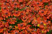 Helen's Flower-Mariachi Salsa