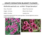 Grape Sensation Blanket Flower  — The Garden Kingdom