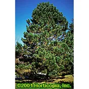 Austrian Pine – Seedlings