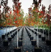 Acer rubrum Redpointe® — Shreckhise Nurseries