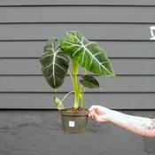 Alocasia micholitziana 'Frydek'