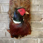Pheasant — Maison Bergogne