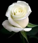 Add White Roses