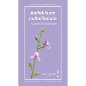 Antirrhinum nuttallianum (Nuttall's Snapdragon) Seeds — Native West Nursery - California Native Plants