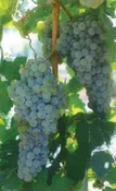 Ambulo Blanc Grapevine - Grafted