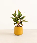 Aglaonema Siam