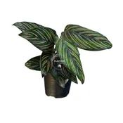 4” Calathea Ornata Pinstripe Bulk 10 Pots - Indoor Houseplant (Case of 10 Pots)