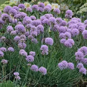 Allium senescens ssp montanum var glaucum