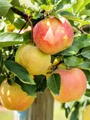 Apple Trees - Ambrosia