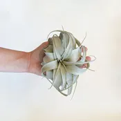 Air Plant