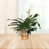 Perfect Peace Lily Plant