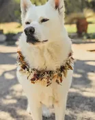 Autumn Dog Garland