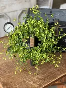 14" Bog Pimpernel Candle Ring