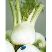 Capo Rizzuto Fennel Seeds