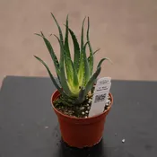 Aloe ‘Solar Flare’