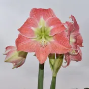 Andes Lady