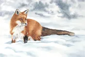 Fox in Snow — Rebecca Kahrs