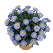 Aster Kickin'® Lavender