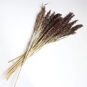 Dried Broom Corn
