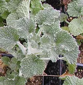 Horehound Plug Flat