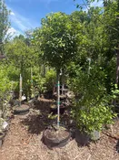 Lollipop® Crabapple