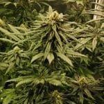 Blue Primate Autoflower Seeds - Kind Seed Co