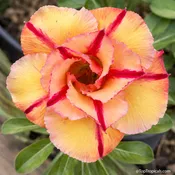 Adenium Som Term Sab Orange, Desert Rose, Grafted
