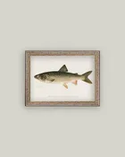 Lake Trout Framed Antique Art