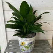 6” PEACE LILY