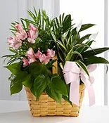 Dish Garden With Fresh Flowers