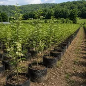 Gleditsia Triacanthos - Honey Locust Seedlings