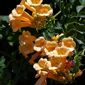 ‘Flava’ Trumpet Vine