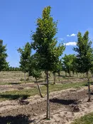 Autumn Gold Ginkgo | Ginkgo biloba 'Autumn Gold' — Northwest Shade Trees