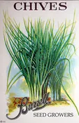Herb – Chives, Perennial