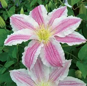Clematis Vancouver™ 'Cotton Candy' (vine)