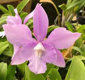 Diaca. Lin Toy 'Odom's Orchids'