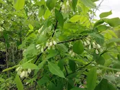 Bladdernut